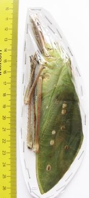 Arachnacris corporalis, male  Malaysia - INSECTS-STORE.RU