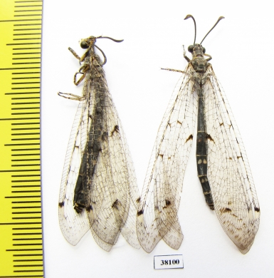 Myrmeleontidae sp.  Russia, Astrakhan reg. - INSECTS-STORE.RU