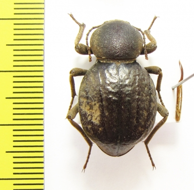 Tenebrionidae sp.  Tanzania - INSECTS-STORE.RU