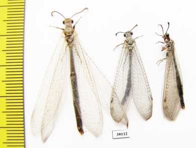 Myrmeleontidae sp.  Russia, Astrakhan reg. - INSECTS-STORE.RU
