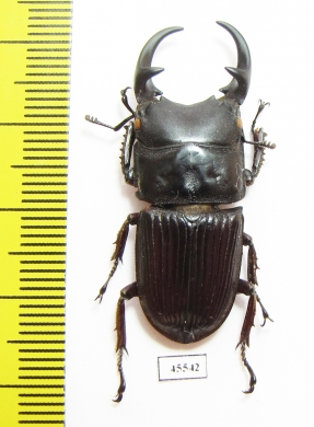 Aegus parallelus  Indonesia, Sumatra  37mm - INSECTS-STORE.RU