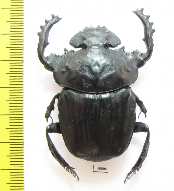 Pachylomera femoralis, male  South Africa Rep. 45mm - INSECTS-STORE.RU