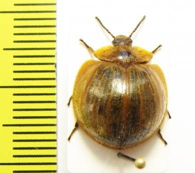 Nilio sp.  Peru - INSECTS-STORE.RU
