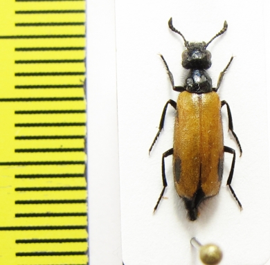 Meloidae sp.  Iran, Shiraz prov. - INSECTS-STORE.RU