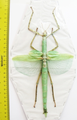 Eurycnema versirubra  Indonesia, Java 194mm - INSECTS-STORE.RU