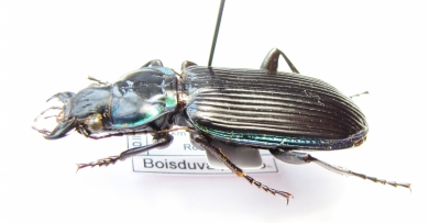 Catadromus lacordairei  Australia  37mm - INSECTS-STORE.RU