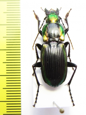 Eucamptognathus festivum  Madagascar  29mm - INSECTS-STORE.RU