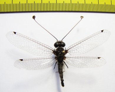 Ascalaphidae sp.  South Africa Rep. - INSECTS-STORE.RU