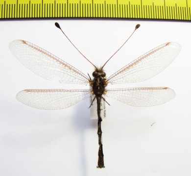 Ascalaphidae sp.  South Africa Rep. - INSECTS-STORE.RU