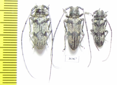 Prosopocera sp.  South Africa Rep. - INSECTS-STORE.RU