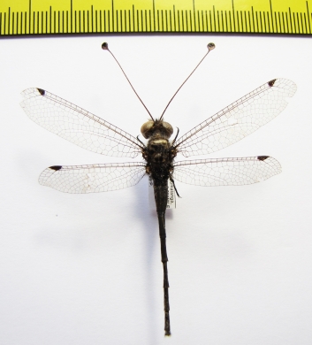 Ascalaphidae sp.  South Africa Rep. - INSECTS-STORE.RU