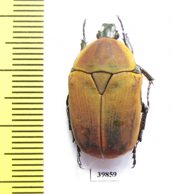 Dischista rufa  South Africa Rep. - INSECTS-STORE.RU