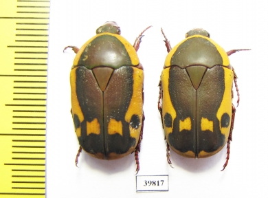 Pachnoda impressa?, pair  South Africa Rep. - INSECTS-STORE.RU