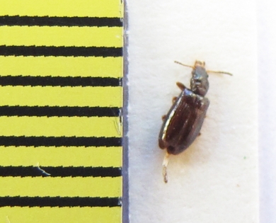Salpingidae, Rabocerus foveolatus  Belorussia - INSECTS-STORE.RU