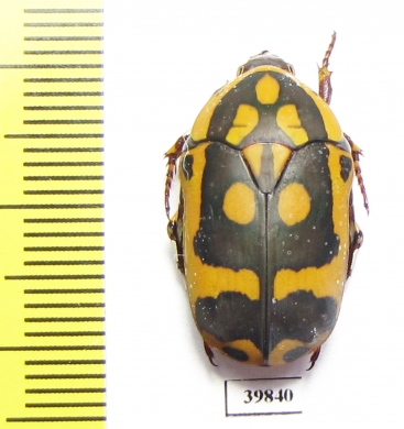 Pachnoda fissipunctata  South Africa Rep. - INSECTS-STORE.RU