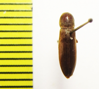 Phloiotrya rugicollis  Russia, Far East - INSECTS-STORE.RU