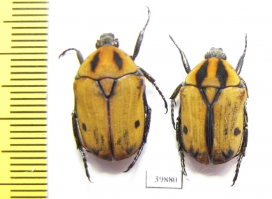 Atrichiana placida ssp.  South Africa Rep. - INSECTS-STORE.RU