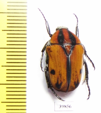 Atrichiana placida ssp.  South Africa Rep. - INSECTS-STORE.RU