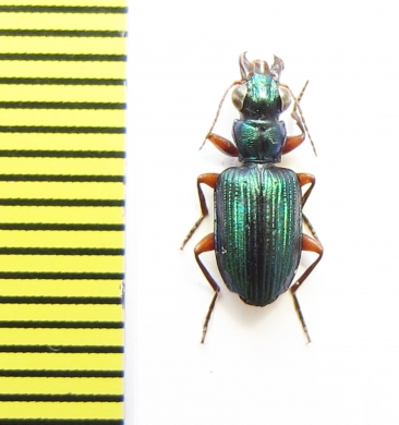 Catascopus sp.  South Africa Rep. - INSECTS-STORE.RU