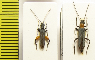 Oedemera caudata, pair  Turkey - INSECTS-STORE.RU