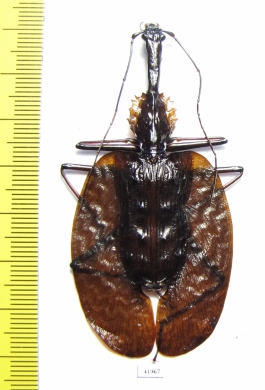 Mormolyce castelnaudi  Malaysia  71mm - INSECTS-STORE.RU