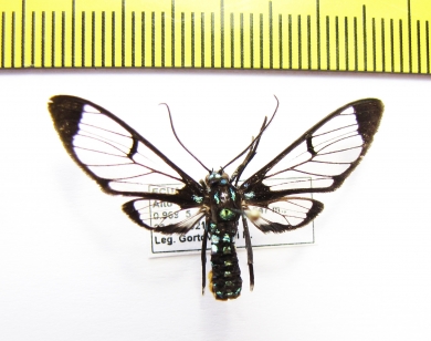 Erebidae sp.  Ecuador - INSECTS-STORE.RU