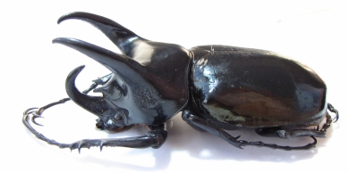 Chalcosoma caucasus janssensi  Indonesia, Sumatra 90mm - INSECTS-STORE.RU