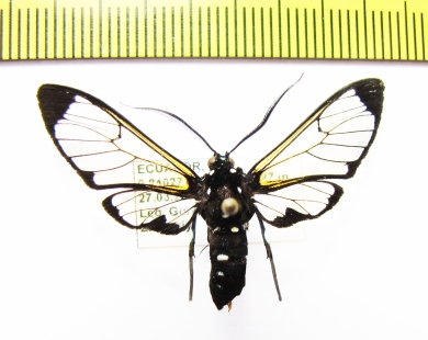 Erebidae sp.  Ecuador - INSECTS-STORE.RU