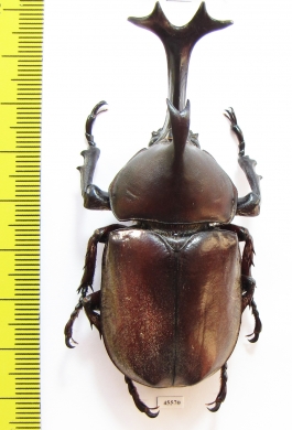 Allomyrina dichotomus tsunobosonis  Taiwan 74mm - INSECTS-STORE.RU