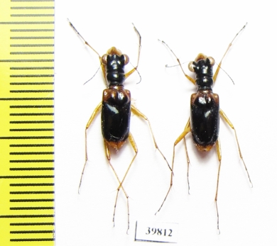 Therates payeni, pair  Indonesia, Sulawesi - INSECTS-STORE.RU