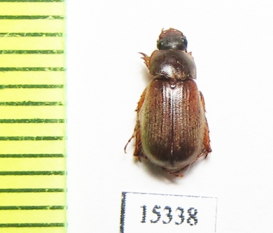 Triodontella bucculenta  France - INSECTS-STORE.RU
