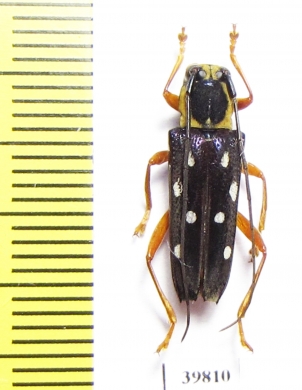 Glenea amboynica  Indonesia, Seram isl. - INSECTS-STORE.RU