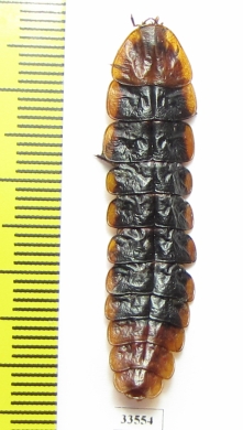 Lycidae sp.  Indonesia, Java - INSECTS-STORE.RU
