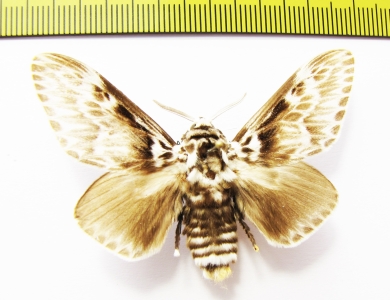 Lasiocampidae sp.  Honduras - INSECTS-STORE.RU