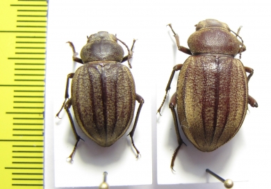 Pimelia raffrayi  Niger - INSECTS-STORE.RU