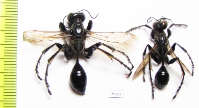 Hymenoptera sp.  Russia, Astrakhan reg. - INSECTS-STORE.RU