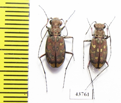 Lophyra sp.  Tunis - INSECTS-STORE.RU