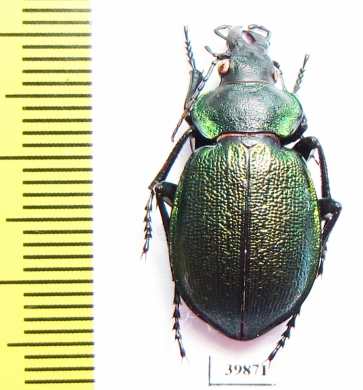 Callisthenes reticulatus ? earinus, female  Russia, Daghestan reg. - INSECTS-STORE.RU