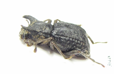 Mechanetes sp.  Malaysia - INSECTS-STORE.RU