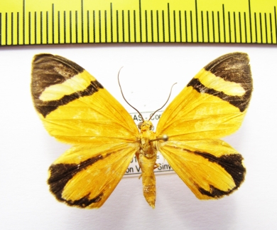 Geometridae sp.  Honduras - INSECTS-STORE.RU