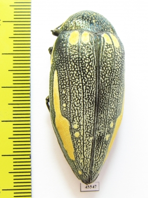 Sternocera orissa ssp., female  South Africa Rep. 49mm - INSECTS-STORE.RU