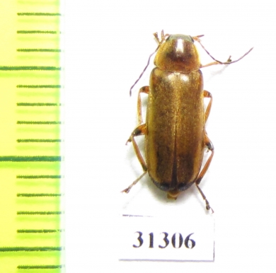 Osphya bipunctata  Russia, Volgograd reg. - INSECTS-STORE.RU