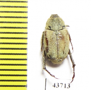 Hoplia sp.  Tunis - INSECTS-STORE.RU