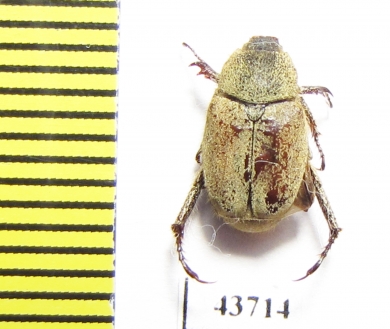Hoplia sp.  Tunis - INSECTS-STORE.RU