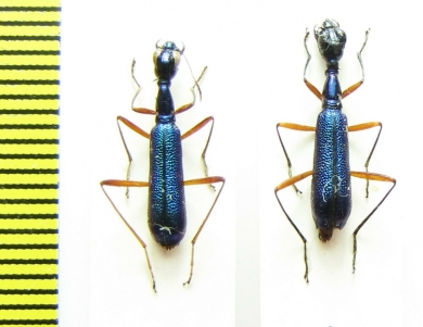 Neocollyris sp.  India, Meghalaya - INSECTS-STORE.RU