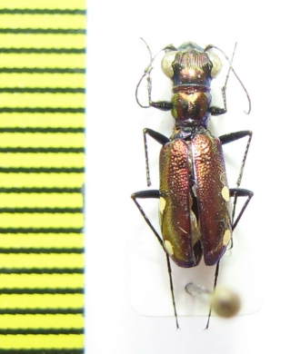 Prothyma sp.  India, Meghalaya - INSECTS-STORE.RU
