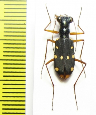 Thopeutica sawadai  Indonesia, Sulawesi - INSECTS-STORE.RU
