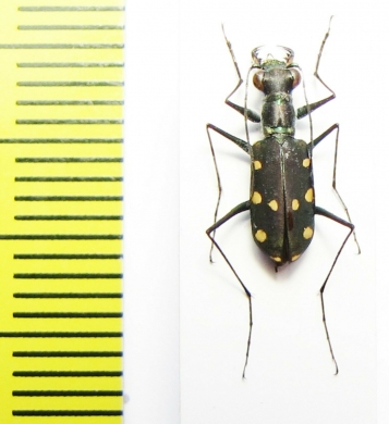 Thopeutica stenodera  Indonesia, Sulawesi - INSECTS-STORE.RU