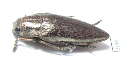 Lampetis sp.  Tanzania - INSECTS-STORE.RU