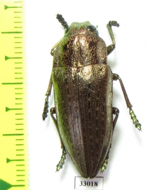 Lampetis sp.  Tanzania - INSECTS-STORE.RU
